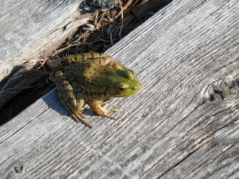 jonesfalls and deltamill 2025 jonesfalls and deltamill 2025