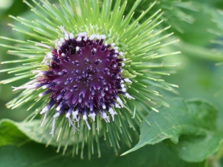 burdock