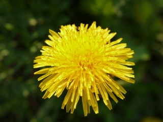 dandelion