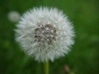 dandelion