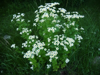 feverfew