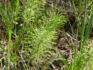 horsetail