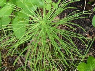 horsetail