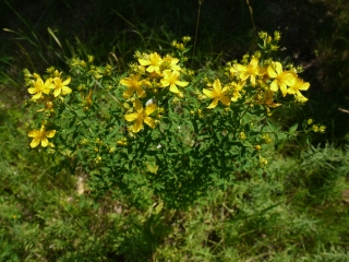 st john's wort