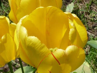 tulip