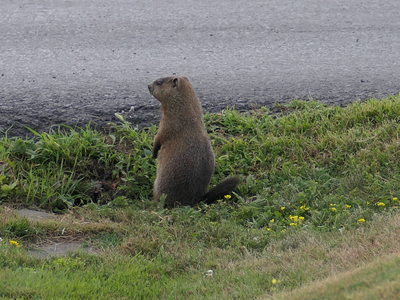 2019-07-31_1736-084-groundhog_th.jpg