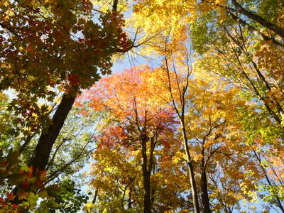 2019-10-15_1155-121-allans-hill-autumn-trees_th.jpg